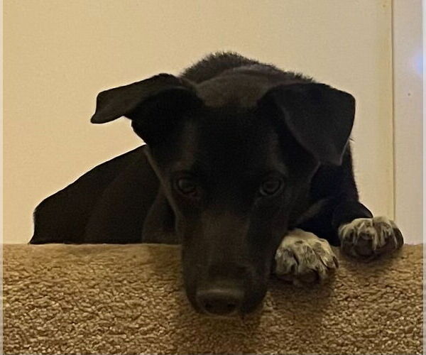 Medium Photo #3 Labrador Retriever-Unknown Mix Puppy For Sale in Salt Lake City, UT, USA
