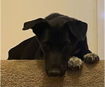Small #2 Labrador Retriever Mix