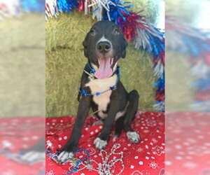 Border Collie-Unknown Mix Dogs for adoption in Pleasanton, TX, USA