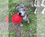 Small #2 Catahoula Leopard Dog Mix