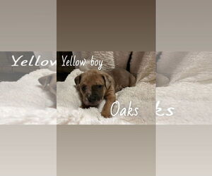 Boxer-Unknown Mix Dogs for adoption in Holly Springs, NC, USA