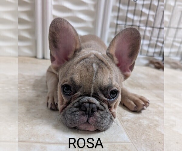 Medium Photo #4 French Bulldog Puppy For Sale in MCKINLEYVILLE, CA, USA