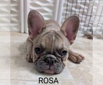 Small Photo #4 French Bulldog Puppy For Sale in MCKINLEYVILLE, CA, USA