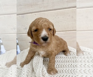Miniature Labradoodle Puppy for sale in NORCO, CA, USA