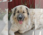 Small #1 Akbash-Anatolian Shepherd Mix