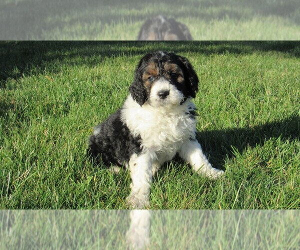Medium Photo #3 Bernedoodle Puppy For Sale in BIG ROCK, IL, USA