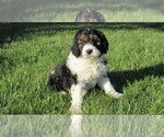 Small #2 Bernedoodle