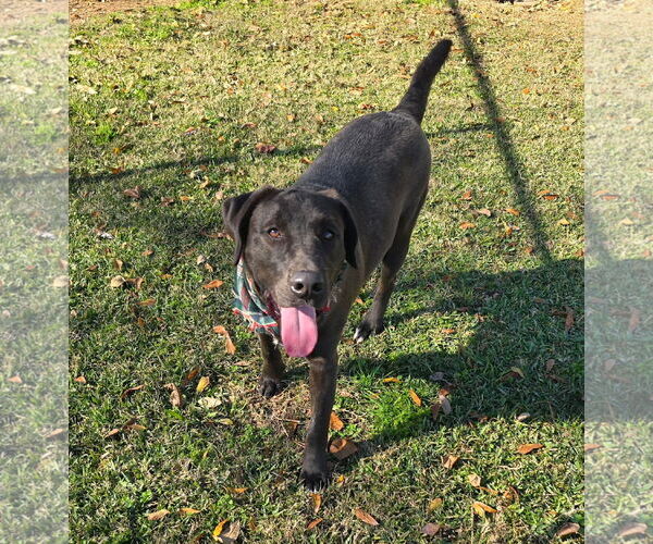 Medium Photo #2 Labrador Retriever-Unknown Mix Puppy For Sale in Oakhurst, NJ, USA