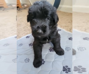 German Shepherd Dog-Goldendoodle Mix Puppy for sale in LAKE MARY, FL, USA