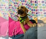 Small Photo #4 Labrador Retriever Puppy For Sale in Orangeburg, SC, USA