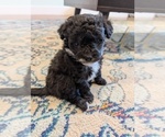 Small Photo #3 Aussie-Poo Puppy For Sale in CICERO, NY, USA
