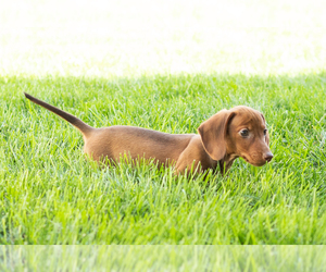 Dachshund Puppy for sale in MILLERSBURG, IN, USA