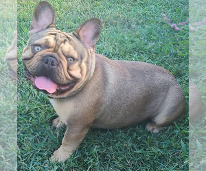 French Bulldog Puppy for sale in KATY, TX, USA