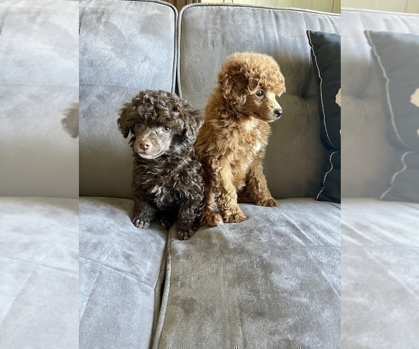 Medium Photo #7 Poodle (Toy) Puppy For Sale in HAYWARD, CA, USA