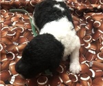 Small Photo #12 Poodle (Standard) Puppy For Sale in BELLA VISTA, AR, USA