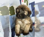 Small Photo #6 Soft Coated Wheaten Terrier Puppy For Sale in MILWAUKEE, WI, USA
