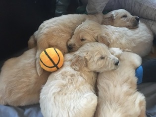 Goldendoodle Puppy for sale in OSSEO, MN, USA