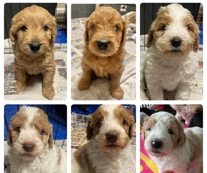 Goldendoodle-Poodle (Standard) Mix Puppy for sale in WINTERVILLE, NC, USA