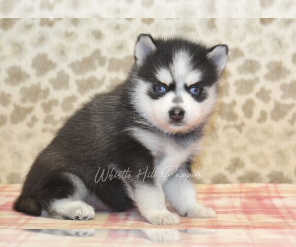 Medium Photo #4 Pomsky Puppy For Sale in DENVER, PA, USA