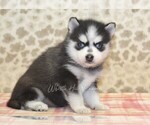 Small #3 Pomsky