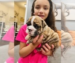 Small Photo #11 English Bulldog Puppy For Sale in KEIZER, OR, USA