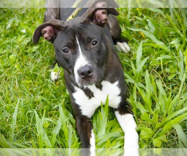 Medium Photo #1 American Staffordshire Terrier Puppy For Sale in Tallahassee, FL, USA