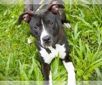 Small American Staffordshire Terrier