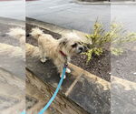 Small #3 Pug-Shih Tzu Mix