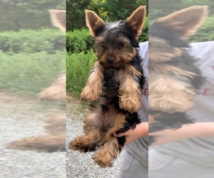 Yorkshire Terrier Puppy for sale in LAWRENCEBURG, IN, USA