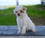 Small #3 Poodle (Toy)