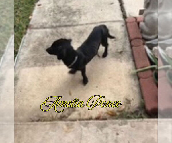 Medium Photo #7 Dachshund-Unknown Mix Puppy For Sale in San Antonio, TX, USA