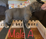 Small Photo #1 American Bully Puppy For Sale in JOPLIN, MO, USA