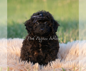 Medium Poodle (Miniature)