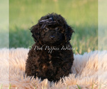 Puppy Onyx AKC Poodle (Miniature)