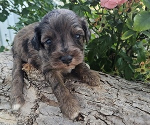 Aussie-Poo-Aussiedoodle Miniature Mix Puppy for sale in TAYLOR, TX, USA