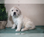 Small #1 English Cream Golden Retriever
