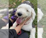 Small Photo #3 Old English Sheepdog-Unknown Mix Puppy For Sale in Miami, FL, USA