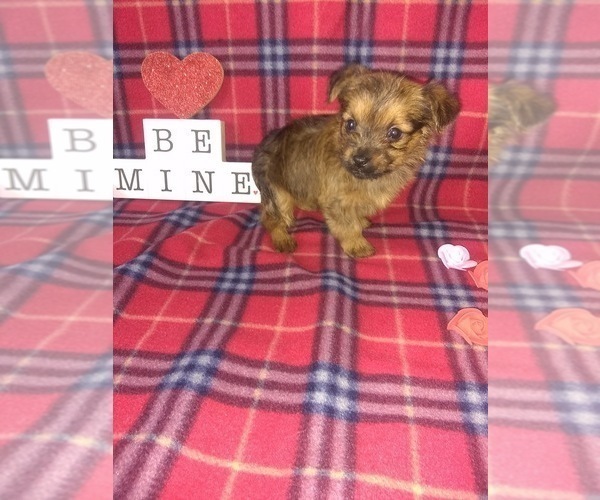 Full screen Photo #9 Yorkshire Terrier Puppy For Sale in LAPEER, MI, USA