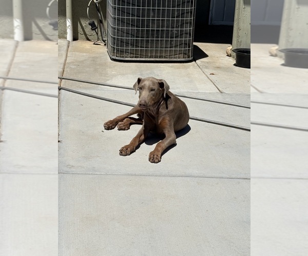 Medium Photo #1 Doberman Pinscher Puppy For Sale in HESPERIA, CA, USA