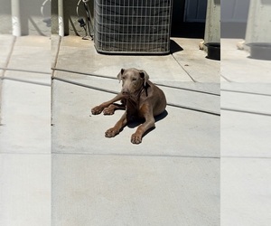 Doberman Pinscher Puppy for sale in HESPERIA, CA, USA