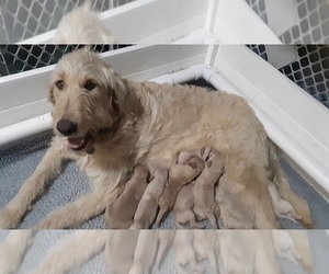 Mother of the Goldendoodle puppies born on 12/21/2022