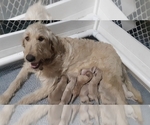 Small Photo #1 Goldendoodle Puppy For Sale in AIKEN, SC, USA