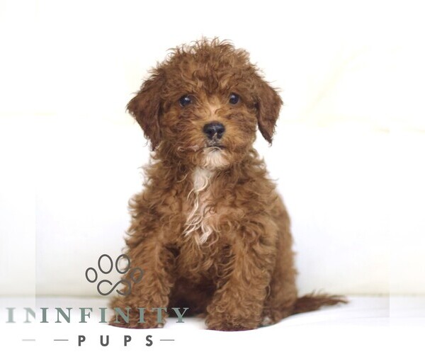 Medium Photo #1 Poodle (Toy) Puppy For Sale in LANCASTER, PA, USA