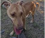 Small #3 American Pit Bull Terrier-Labrador Retriever Mix