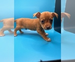 Small Photo #8 Chiweenie Puppy For Sale in SAINT AUGUSTINE, FL, USA