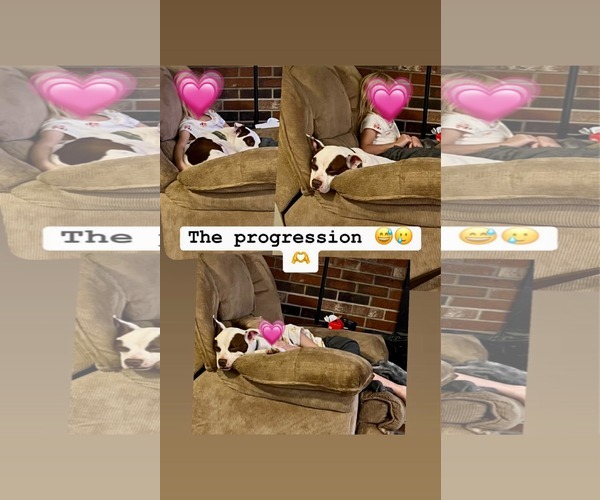 Medium Photo #4 American Pit Bull Terrier-Unknown Mix Puppy For Sale in Germantown, OH, USA