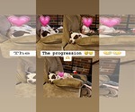 Small #3 American Pit Bull Terrier Mix