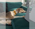 Small #2 Australian Shepherd-Great Dane Mix