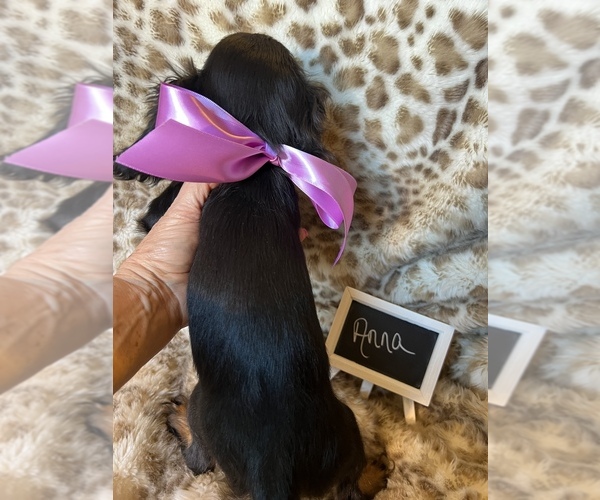Medium Photo #7 Cavalier King Charles Spaniel Puppy For Sale in ABILENE, TX, USA