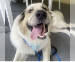 Great Pyrenees Dogs for adoption in Fort Pierce, FL, USA